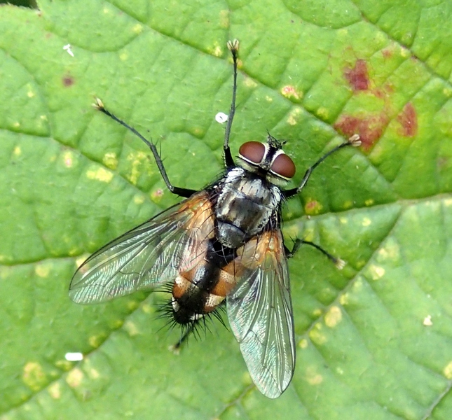 Tachinidae ?